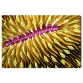 Wynwood Studio Nautical and Coastal Eclectic Wrapped Canvas Art - David Fleetham - Mushroom Coral, Wall Art for Living Room, Bedroom, and Bathroom, 36 in x 24, Yellow and Pink Home Decor