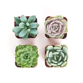 Shop Succulents | Radiant Rosette Collection of Live Succulent Plants, Hand Selected Variety Pack of Mini Succulents | Collection of 40