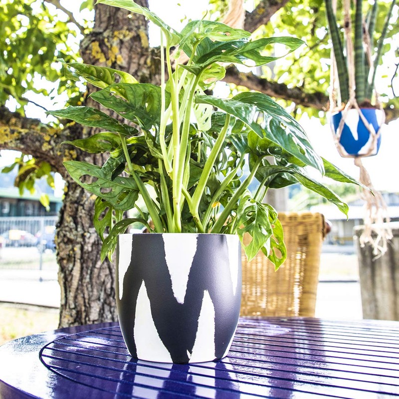 SpectRAL 6024 glänzend