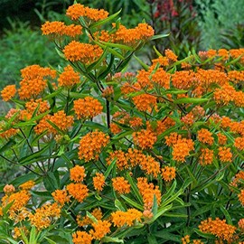 Asclepias - Butterfly Milkweed Flower Garden Seeds - 250 Mg Packet ~35 Seeds - Perennial Gardening - AKA: Orange Milkweed, Fluxroot, Windroot, Chieger Flower