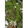 Passiflora popenovii | Granadilla de Quijos | 5_Seeds