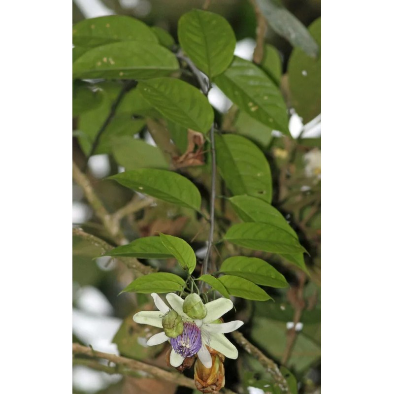 Passiflora popenovii | Granadilla de Quijos | 5_Seeds