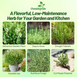 Outsidepride German Winter Thyme Seeds - 5000 Perennial, Hardy, Heat & Drought-Tolerant Herb Seeds for Planting for Low-Maintenance Gardens, Borders, Walkways, and Landscapes
