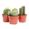 Cactus Plants Live – Large Assorted 4-Inch Cactus Plants –