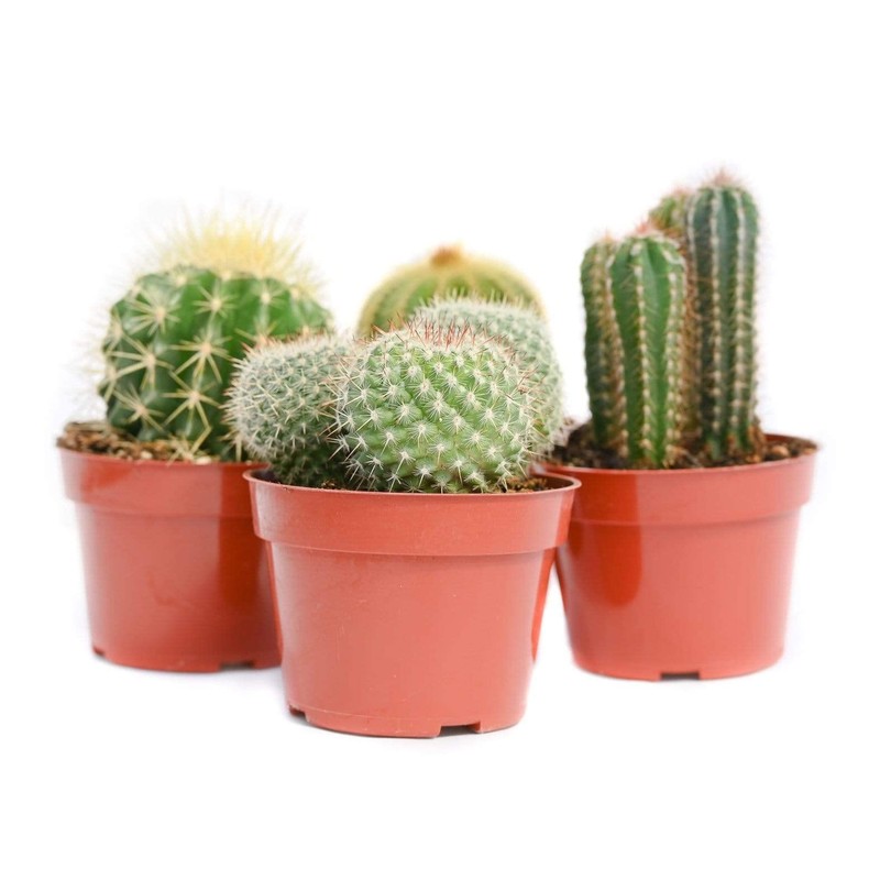 Cactus Plants Live – Large Assorted 4-Inch Cactus Plants –