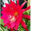 Joyful Blooms Rare Orchid Cactus Red German Empress Epiphyllum Fresh