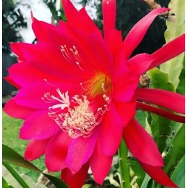 Joyful Blooms Rare Orchid Cactus Red German Empress Epiphyllum Fresh Cutting Live Plant 6"+
