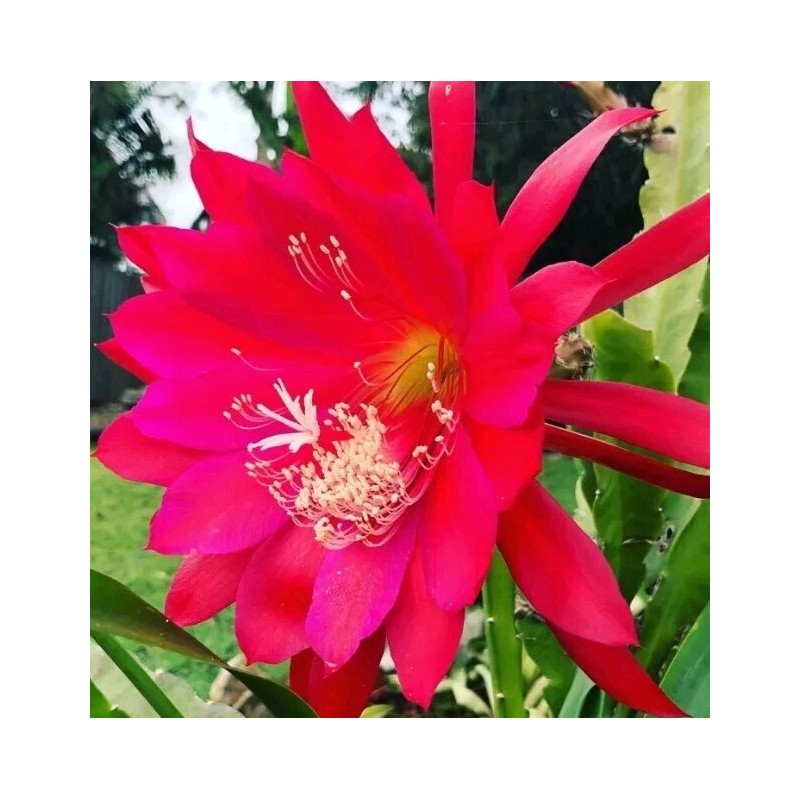 Joyful Blooms Rare Orchid Cactus Red German Empress Epiphyllum Fresh