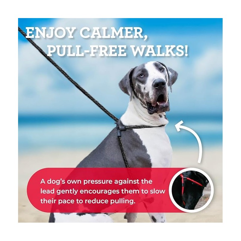 Harness Lead No Pull Dog Harness and Leash Set, Anti