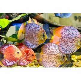 Aquaticblendedfoods ABF Ultra Beef Heart & Blackworm Tropical Flake Food Mix for Discus,Angelfish ABF381 (8oz)