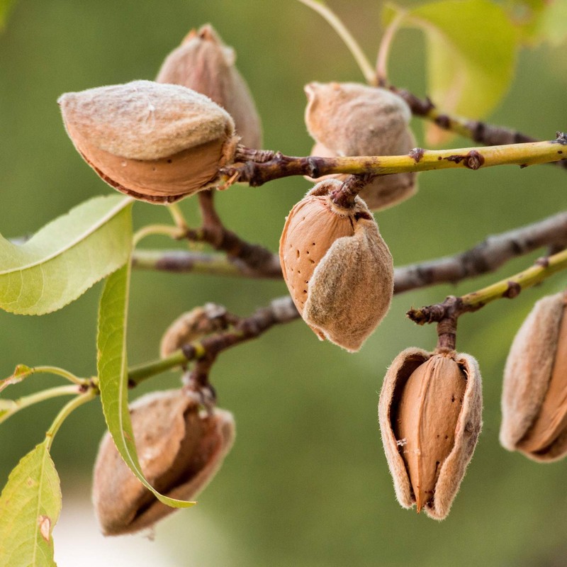 spa hinoki Organic Sweet Almond Oil