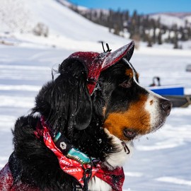 Wolfgang Heavy Duty Martingale Dog Collar with Quick Release Nylon Buckle for Walking & Training, GreatEscape Print, Large