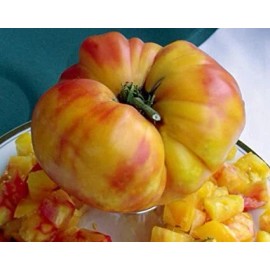 Home grown LARGE Rainbow Beefsteak Tomato HEIRLOOM 30+ seeds PREMIUM strain 100% Organic