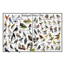 Where's Wildlife Backyard Birds of Ohio Bird Identification Poster Divided into Year-round Residents and Seasonal Visitors - Birdwatching Nature Chart (8" x 12")