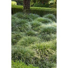 Mondo Grass I 3 Large Gallon Size Plants I Ophiopogon Japonicus I Live Dense, Evergreen Ground Cover Plant, Ideal for Edging, Borders, and Ornamental Landscaping, Easy to Care
