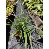 My Store Carex marrowii 'Ice Dance' Variegated Sedge Shade Grass