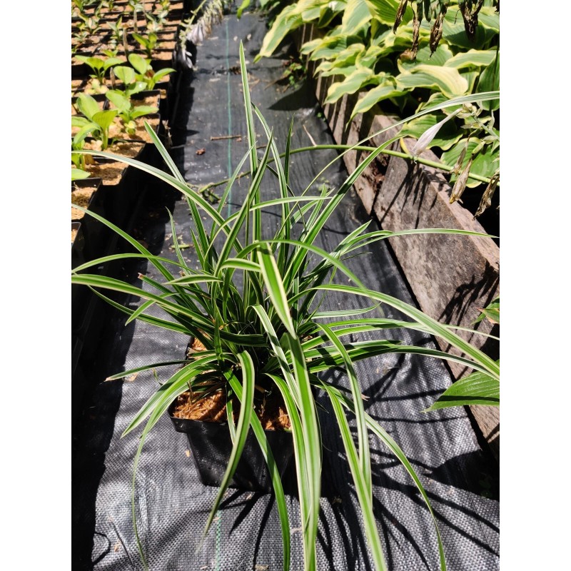 My Store Carex marrowii 'Ice Dance' Variegated Sedge Shade Grass