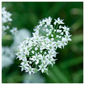 Everwilde Farms - 1/4 Lb Garlic Chives Herb Seeds - Gold Vault