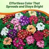 Outsidepride Mix Verbena Seeds for Planting - 1000 Pcs. Annual,