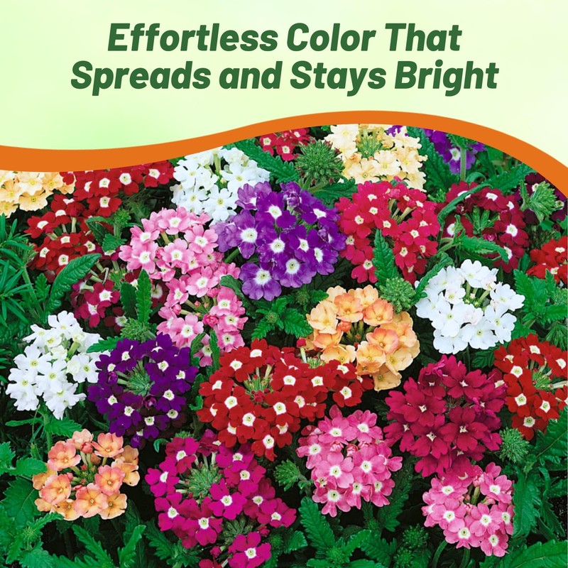 Outsidepride Mix Verbena Seeds for Planting - 1000 Pcs. Annual,