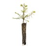 The Jonsteen Company Dawn Redwood | Small Tree Seedling |