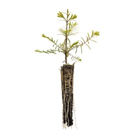 The Jonsteen Company Dawn Redwood | Small Tree Seedling | The Jonsteen Company