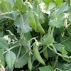 Generic 280 Sugar Ann Snap Pea Seeds for Planting Heirloom