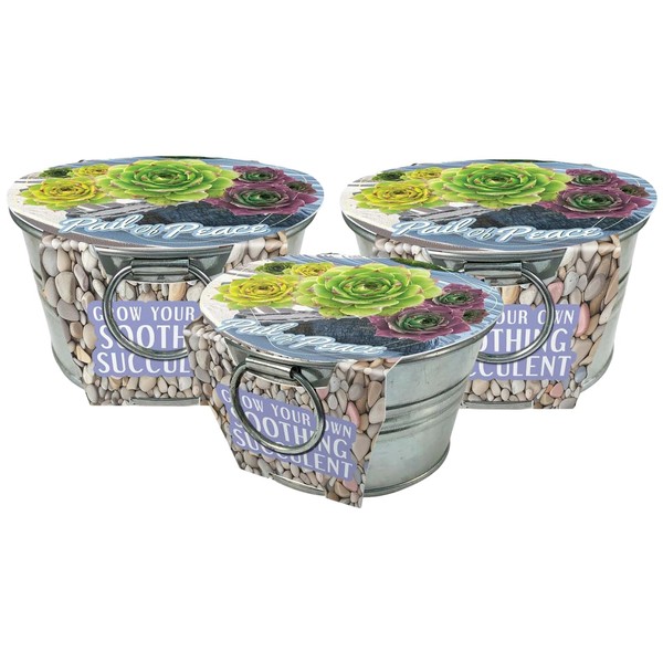 Unique Gardener Grow Your Own Succulents Plant Seeds 3-Pack, DIY