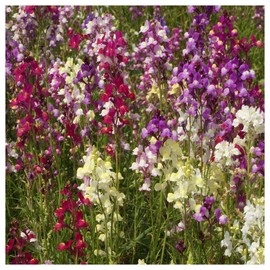 Everwilde Farms - 1 Oz Northern Lights Mix Tall Snapdragon Wildflower Seeds - Gold Vault