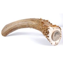 Big Dog Antler Chews - XL Deer Antler Dog Chew - Extra Large, Thick, Jumbo - 6 Inches or Longer - for Large Dogs and Puppies Who are Aggressive Chewers