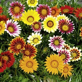 22Day Seeds: Seeds Treasure Flower Mix/African Daisy Gazania/Perennial Flowers