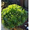 Fresh Tree Green aeonium Succulent cuttings by Weight Cut Daily