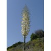 Backyard (500) Chaparral Yucca Seeds (Hesperoyucca whipplei)(Our Lord's Candle)