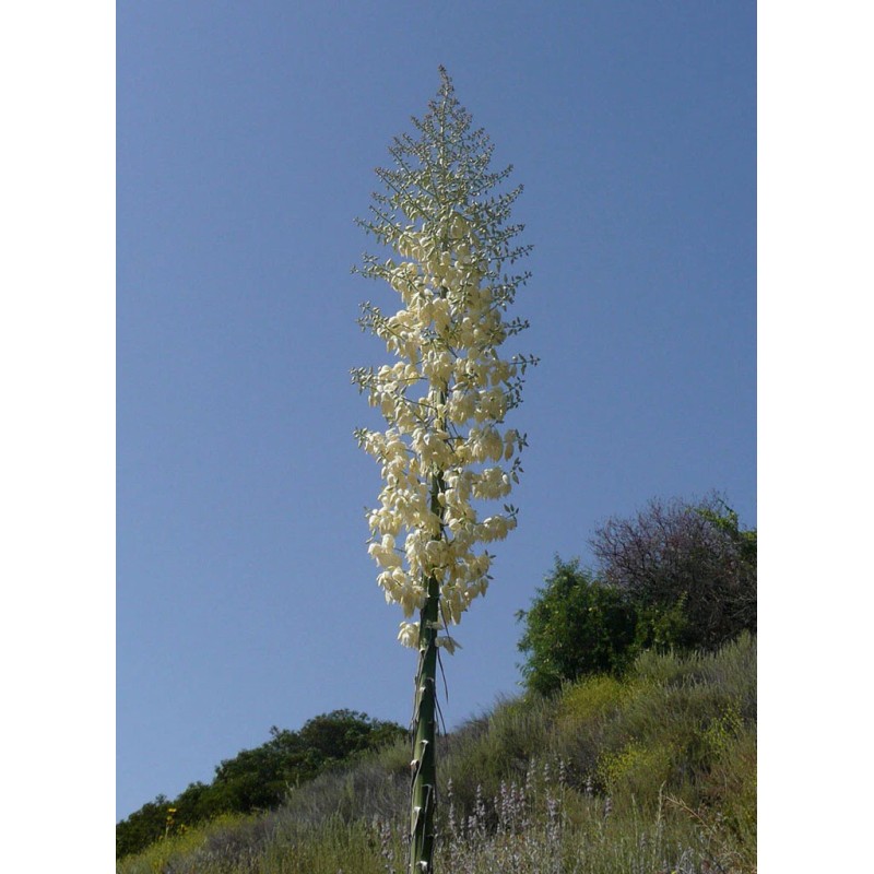 Backyard (500) Chaparral Yucca Seeds (Hesperoyucca whipplei)(Our Lord's Candle)