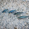 AKAMI Fishing Hook, Real Minnow 10CM 14GR, CEFALO LLISA, 1