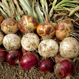 Non-GMO Onion Sets, 8 oz, Red, White, Yellow Mix, Healthy Bulbs, Home Garden Assortment, Planting Guide Included, Stargazer Perennials