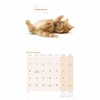 Cute Cats Wall Calendar 2025 (PFP)