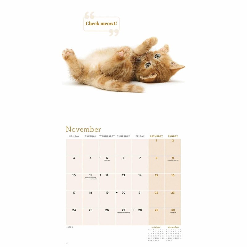 Cute Cats Wall Calendar 2025 (PFP)