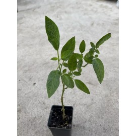 Pepino Melon Plant 10” With Pot Golden Sweet Ginseng Fruit Plant
