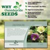 Outsidepride 100 Seeds Perennial Cobaea Cup & Saucer Vine Flower