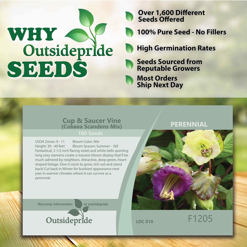 Outsidepride 100 Seeds Perennial Cobaea Cup & Saucer Vine Flower