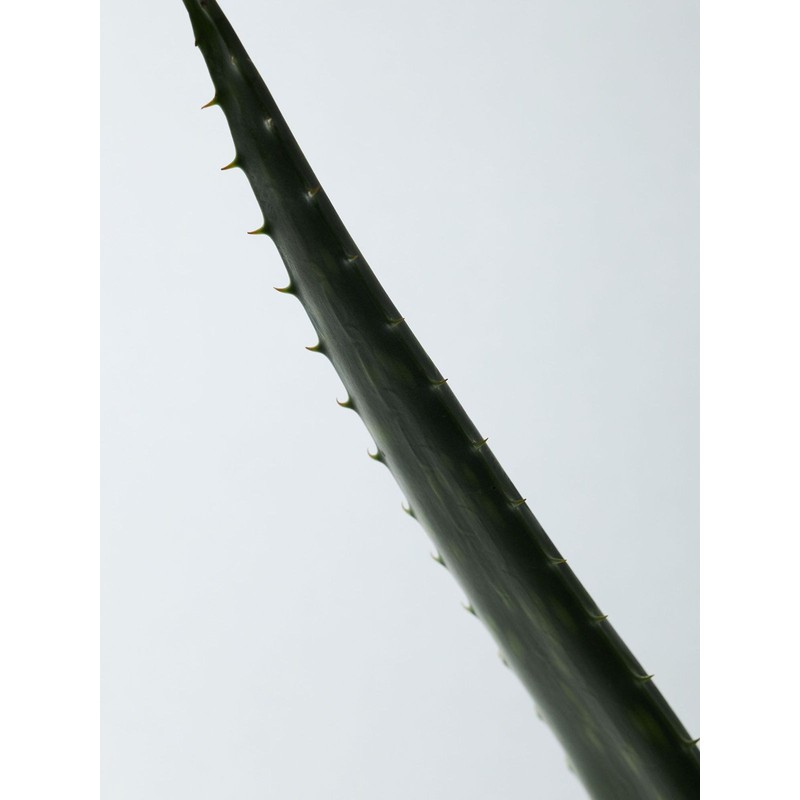 Aromatica Soothing Aloe Vera Gel 180ML