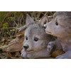 Hi-Line Gift Grey Wolf Cubs Hiding Under Log Statue