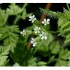 350+ Chervil Seeds-Culinary and Medicinal - NON-GMO,Organi