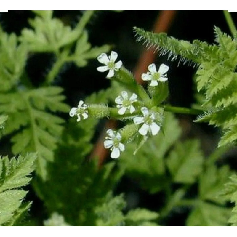 350+ Chervil Seeds-Culinary and Medicinal - NON-GMO,Organi