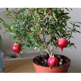CEMEHA SEEDS - Seeds Pomegranate Indoor Non GMO Fruits for Planting