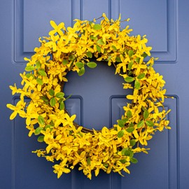 MG MagicGarden 22 Inches Spring Wreath Artificial Spring Wreaths for Front Door Yellow Forsythia Wreath with Eucalyptus Leaves for Springtime Holidays Wall Porch Farmhouse