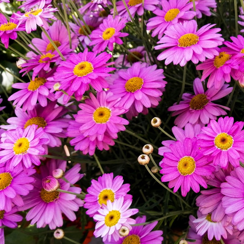 2000+Seeds Pyrethrum Tanacetum Chrysanthemum Flower for Planting Outdoor Perennial Garden