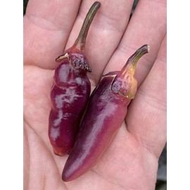 Pink Bubblegum 7 Pot BBG Scorpion Super Hot Pepper Premium Seeds for Planting Packet