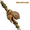 Play as Pro Snake Climbing Stick for Ball Python &